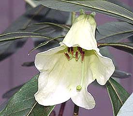 R. 'dalhousiae'